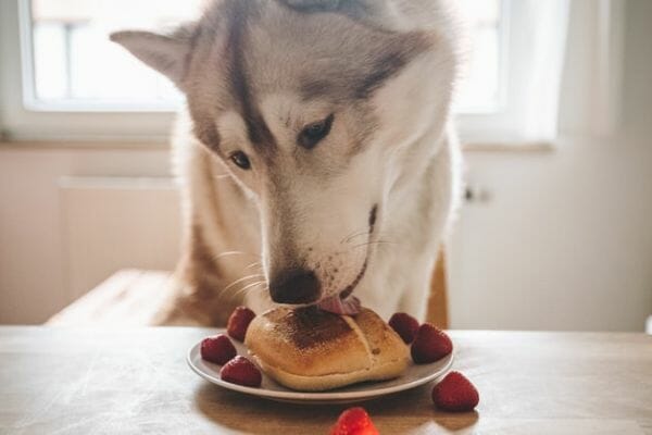 siberian husky quality dog food and training impact