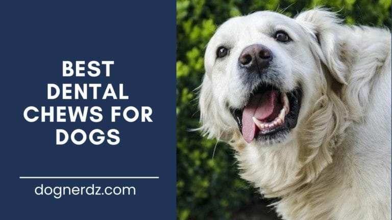 10 Best Dental Chews for Dogs in 2022