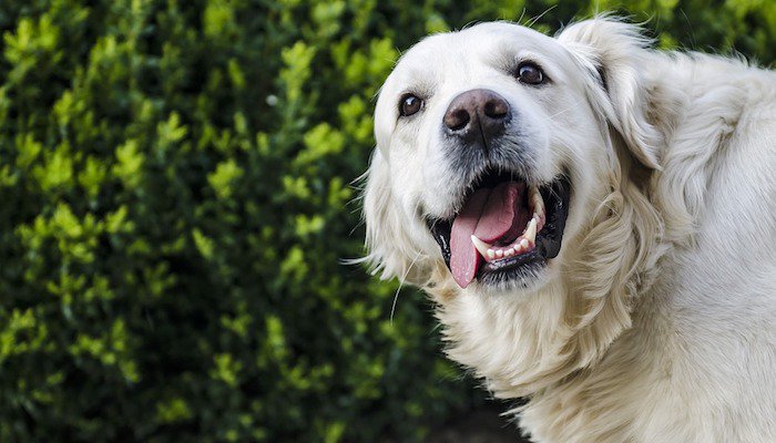 Best Dental Chews for Dogs