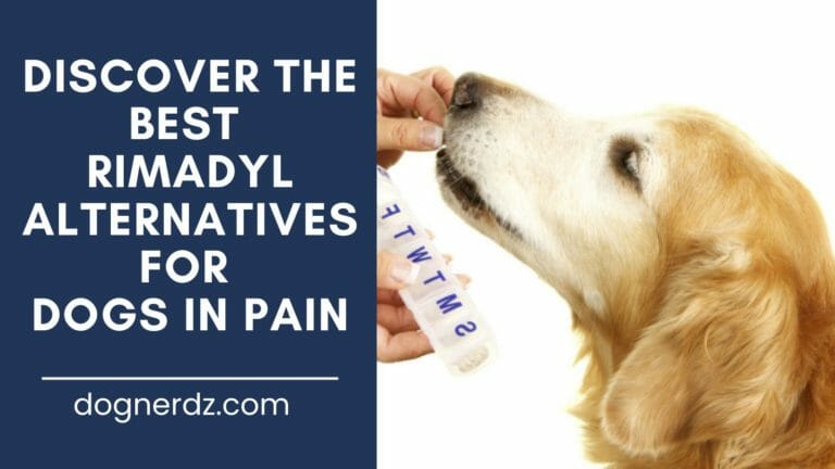 review of the best rimadyl alternatives for dogs in pain