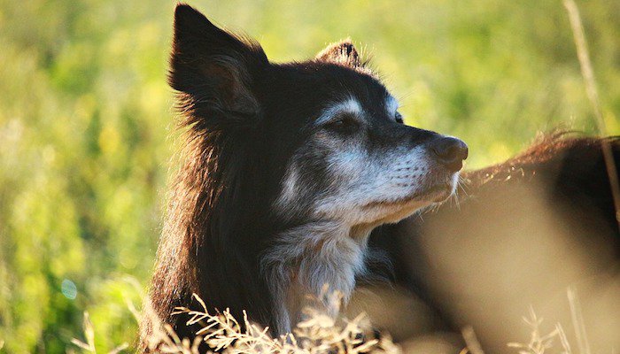 Top Dog Food Options for Seniors Dogs