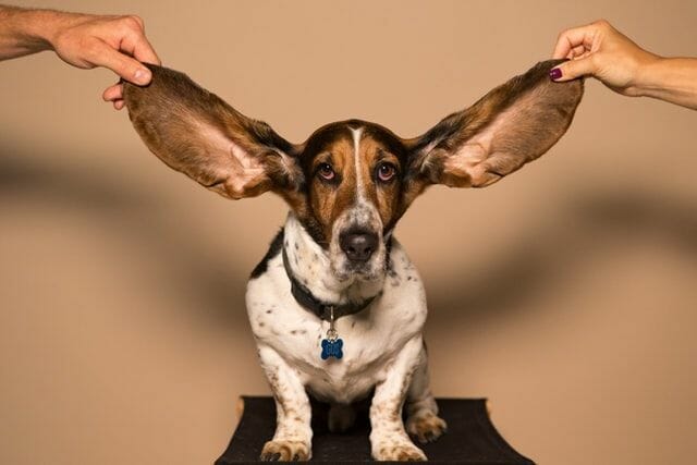 Why Dogs Need Regular Ear Cleanings Things