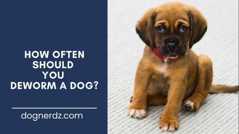 guide on how often should you deworm a dog