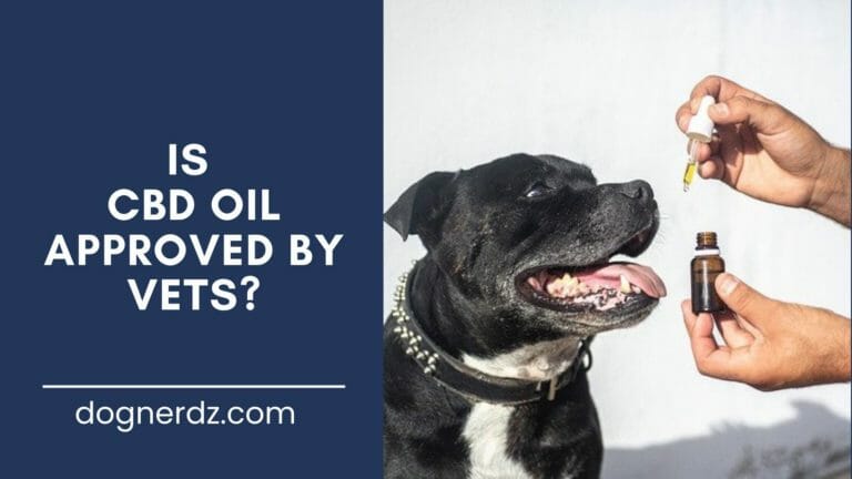 cbd oil is approved by vets