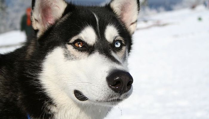 Dog-Care Facts Every Siberian Husky Owner Needs to Know