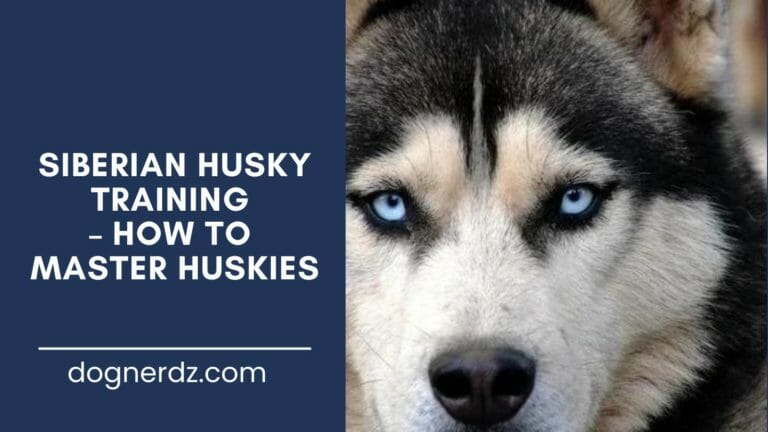Siberian Husky Training – How to Master Huskies