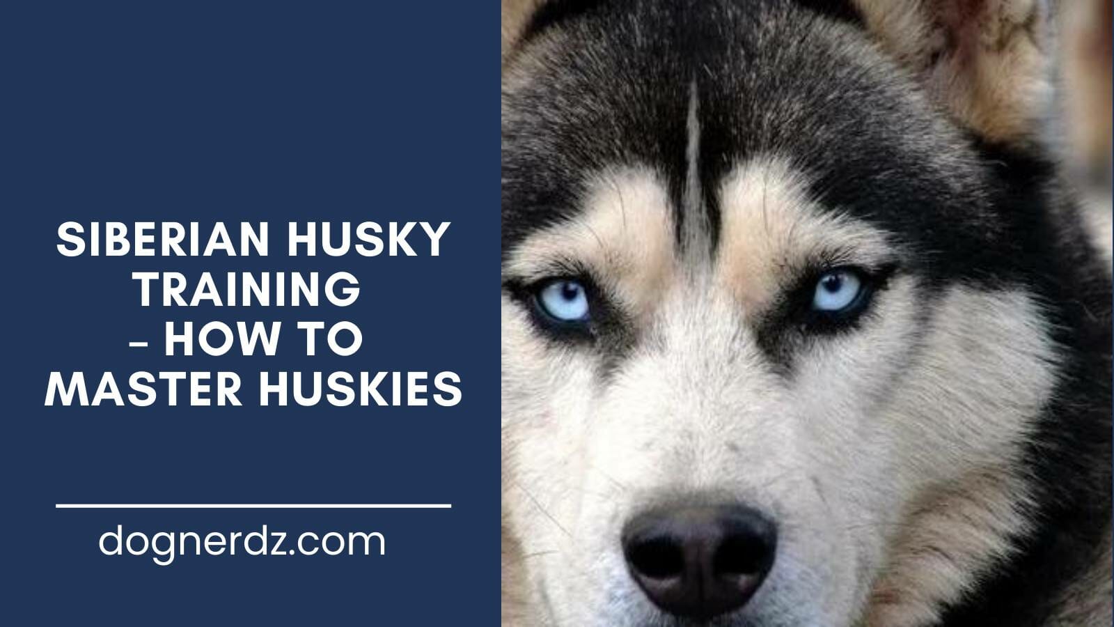 guide to siberian husky training – how to master huskies