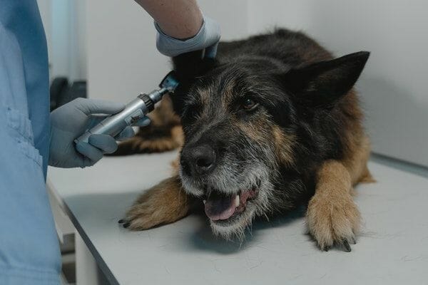 vet cleaning dog ears with one of the best dog ear cleaners to prevent infection