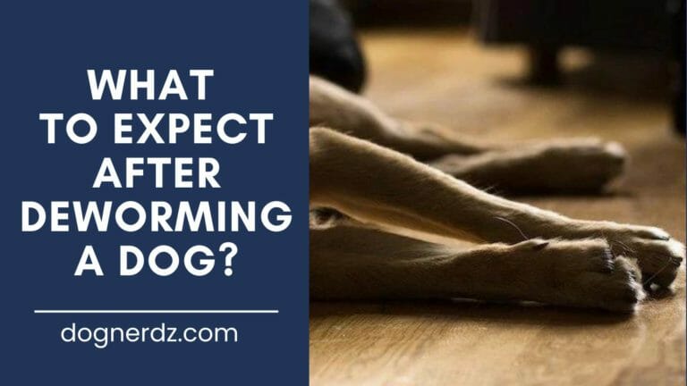 What to Expect After Deworming a Dog?