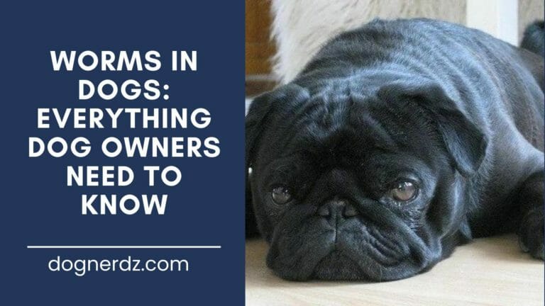 Worms in Dogs: Everything Dog Owners Need to Know