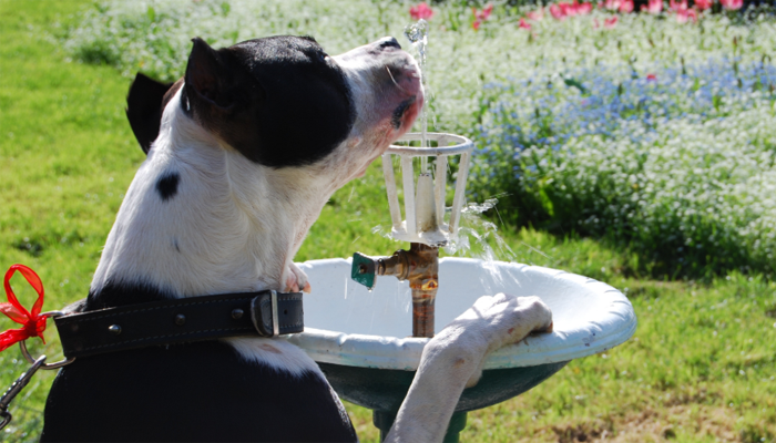 10 Best Dog Water Fountains in 2022