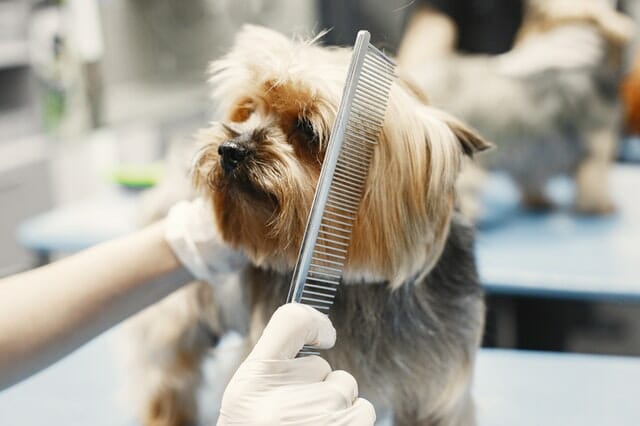 Dog Grooming Clippers Buyers Guide