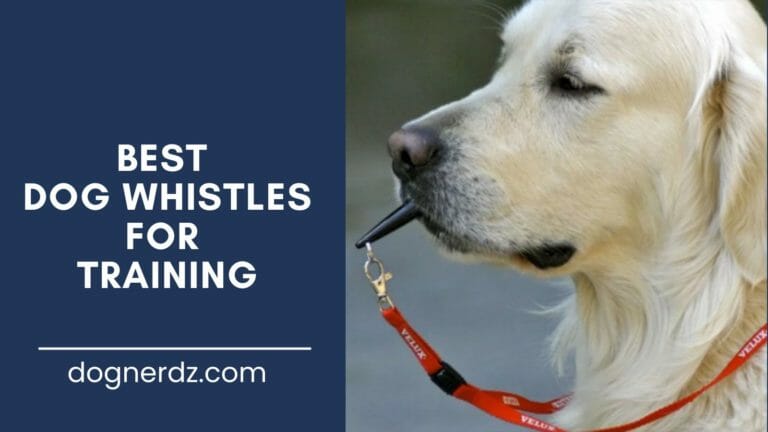 review of the best dog whistles for training