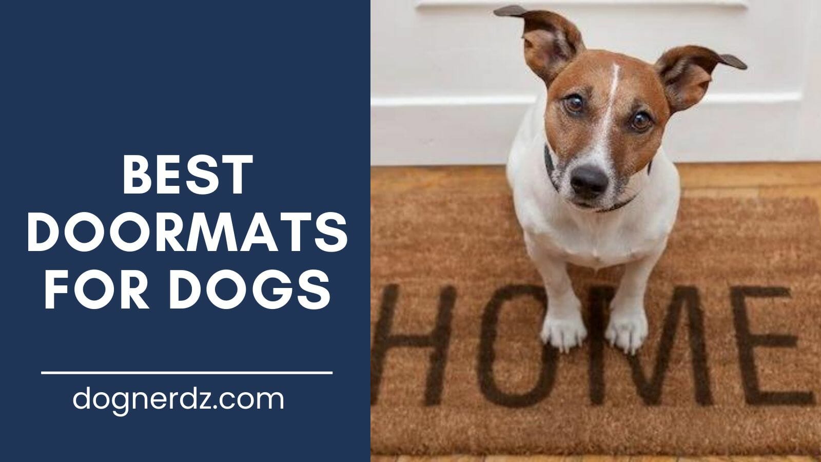review of the best doormats for dogs