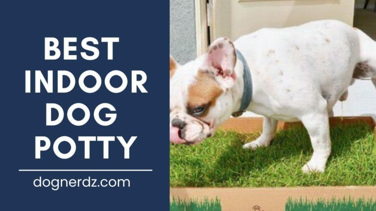 review of the best indoor dog potty
