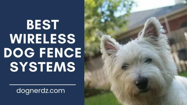 7 Best Wireless Dog Fence Systems in 2023