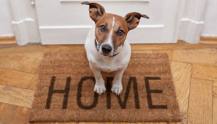 6 Best Doormats for Dogs in 2022