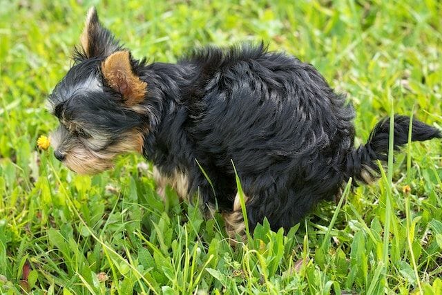 dog training on grass potty