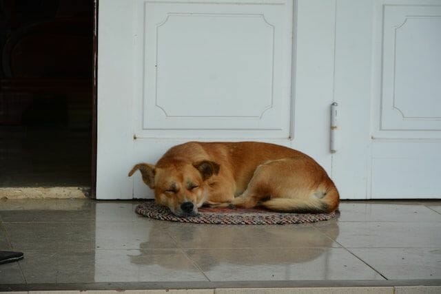 sleeping dog on a dog doormat