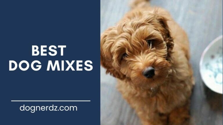 Best Dog Mixes in 2024 (Our Favorite Mixed-Breed Dogs)