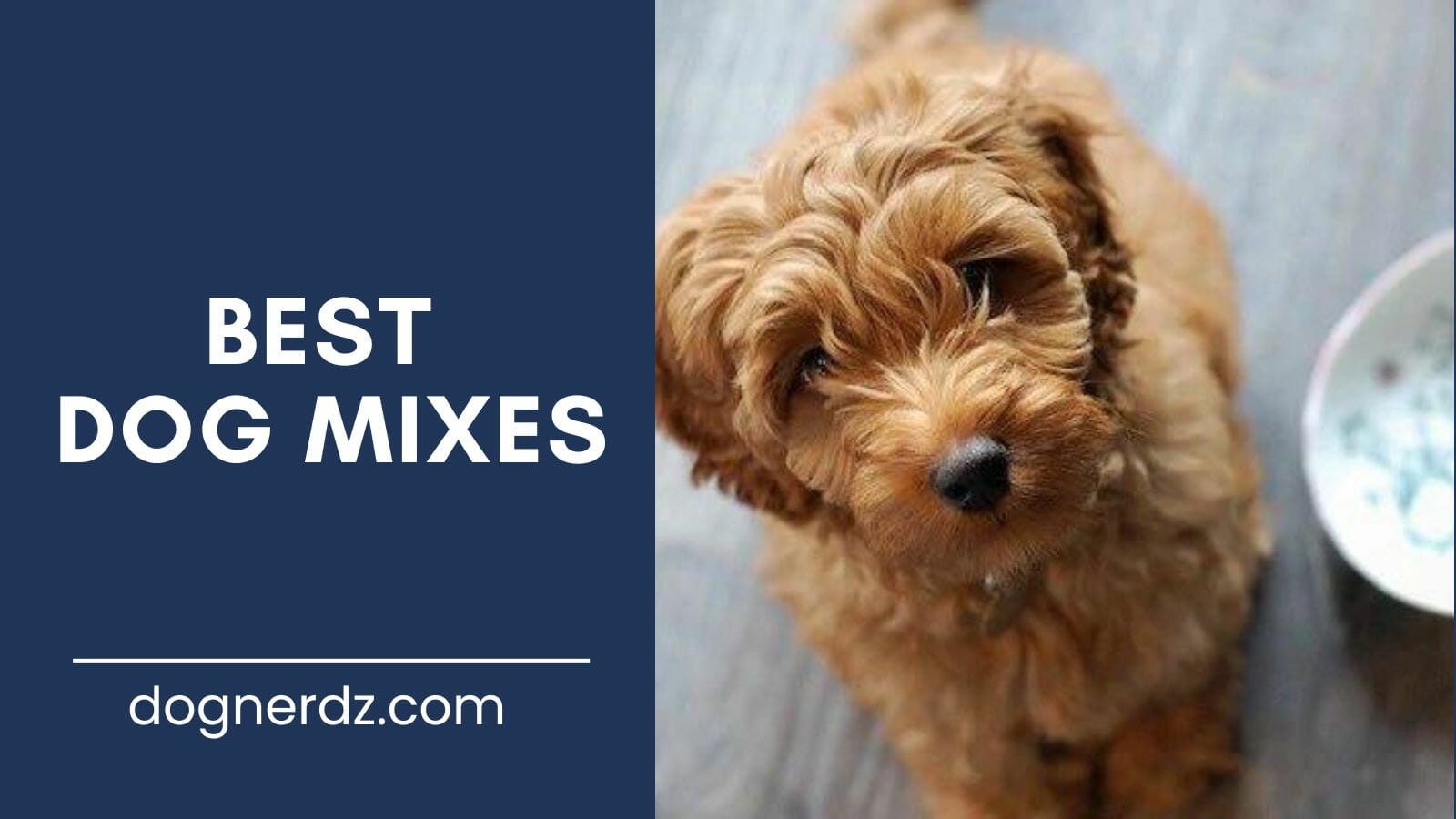 review of the best dog mixes