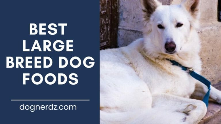 10 Best Large Breed Dog Foods in 2024