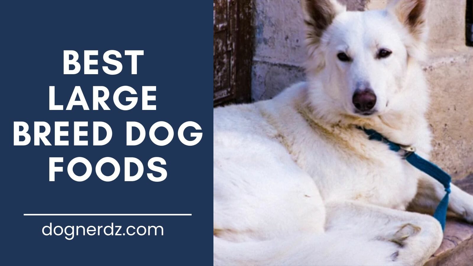 review of the best large breed dog foods