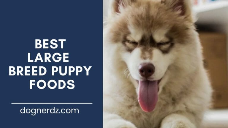 review of the best large breed puppy foods