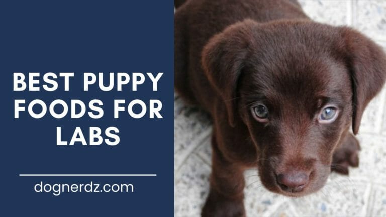 13 Best Puppy Foods for Labradors in 2024