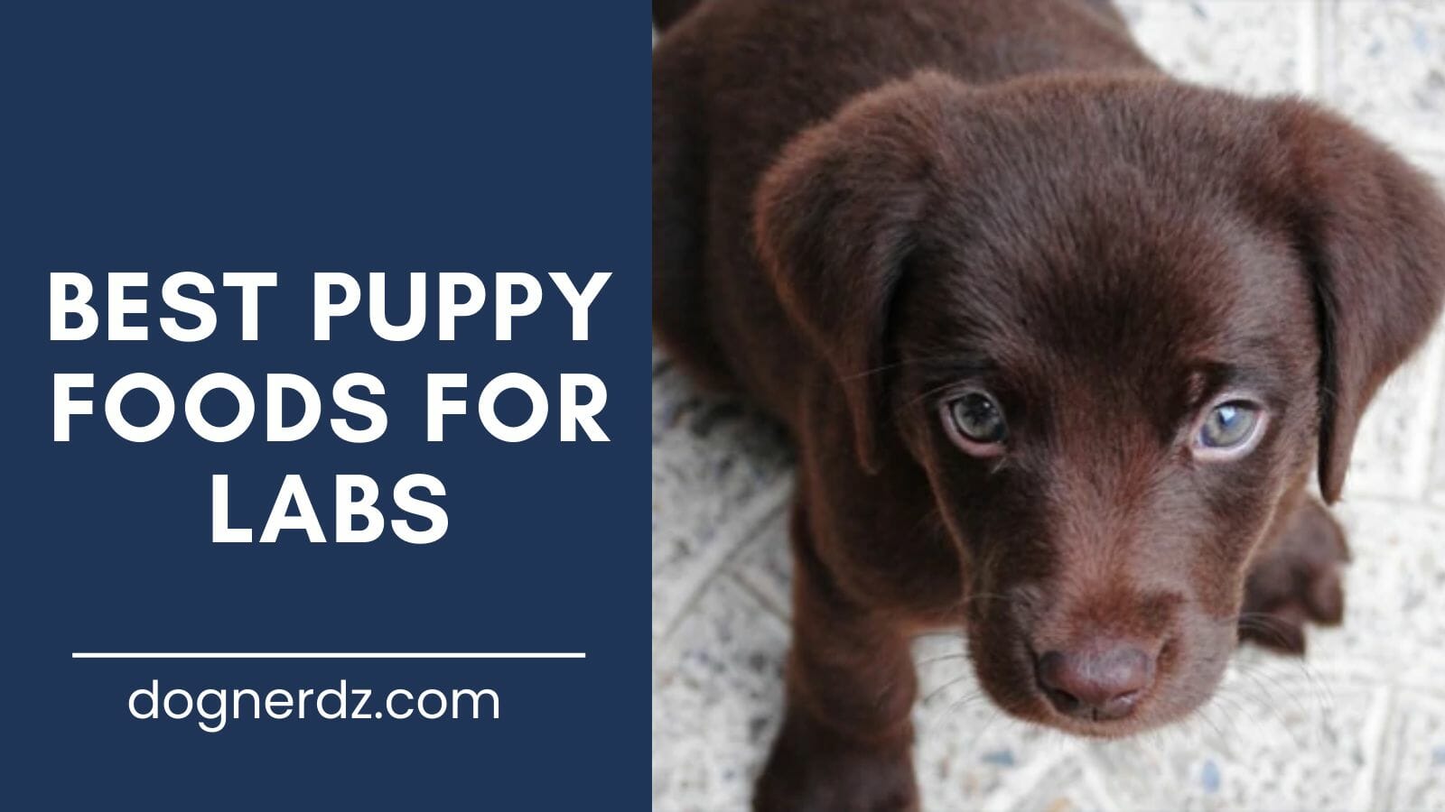 review of the best puppy foods for labs