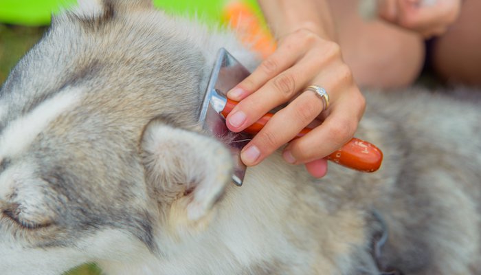 10 Best Dog Combs (Grooming Rakes, De-Matting & De-Shedding Tools)