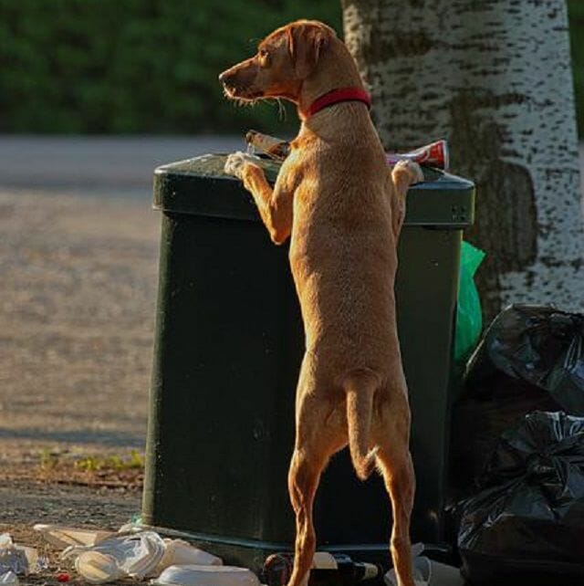 buyer’s guide for dog-proof trash can
