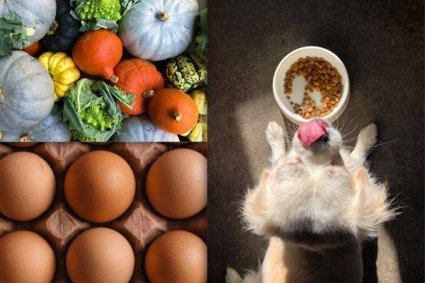 organic food vs natural food for dogs healthy digestive tract