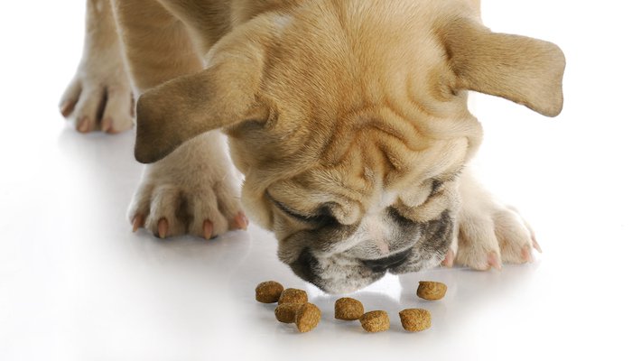 20 Best Puppy Food in [year]