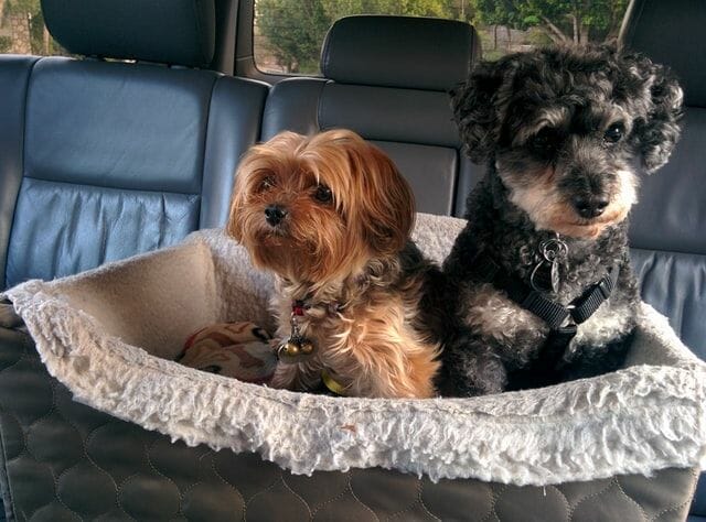 What to Look for When Buying a Dog Car Seat?