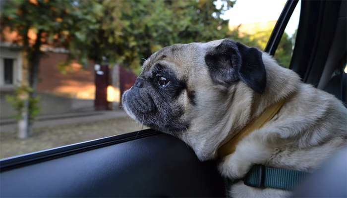 12 Best Car Seat Belts for Dogs in 2023: For Safe and Happy Car Rides With Your Furry Friend