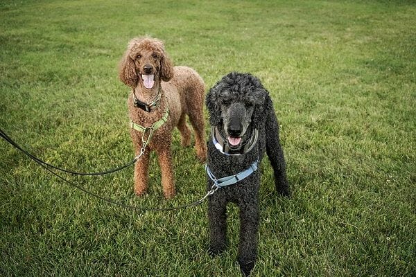 Two of the best 30 poodle mixes on the grass