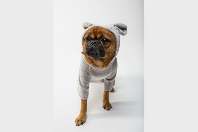 a buyers guide on dog winter coats