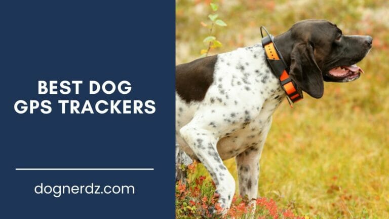 10 Best Dog GPS Tracker in 2024