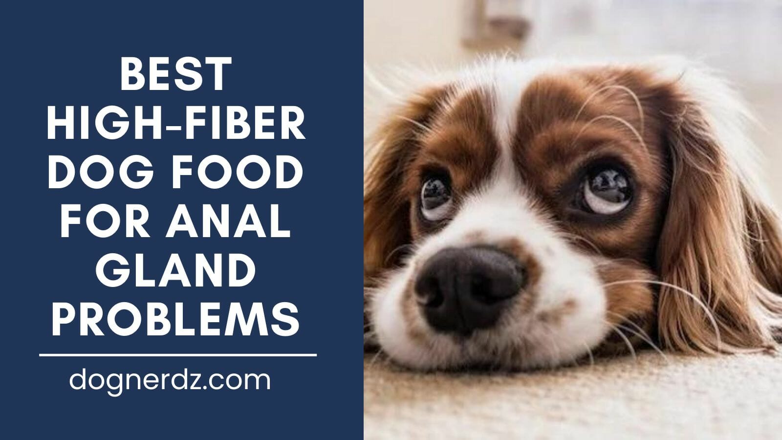 review of best high fiber dog foods for anal gland problems