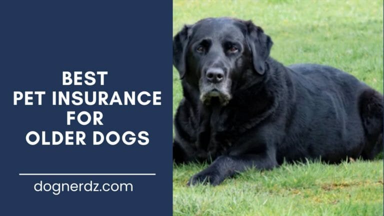 guide on best pet insurance for older dogs