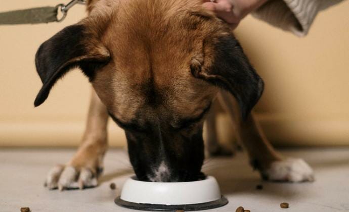 dog eating dehydrated dog food