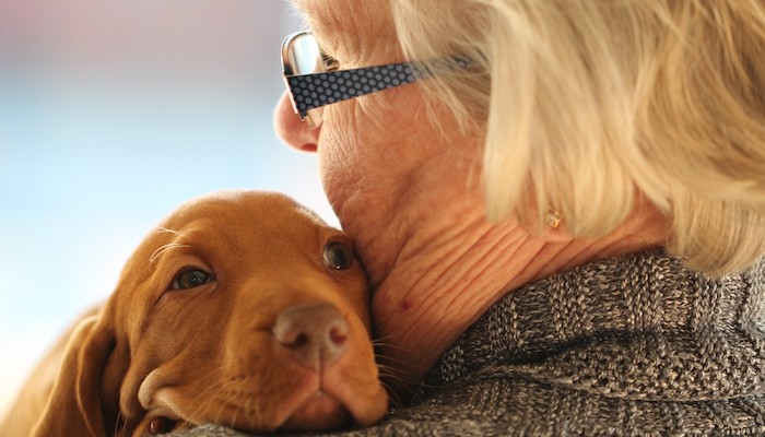 Dog Breeds for Seniors