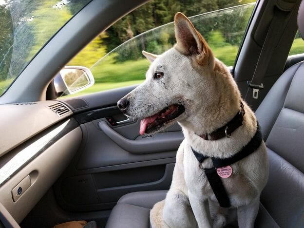 dog car seat belt buyer’s guide