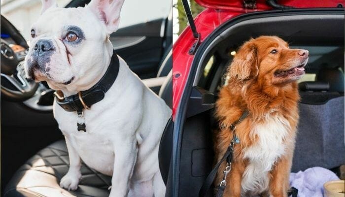 Dog Car Seat Belt vs. Dog Car Harness