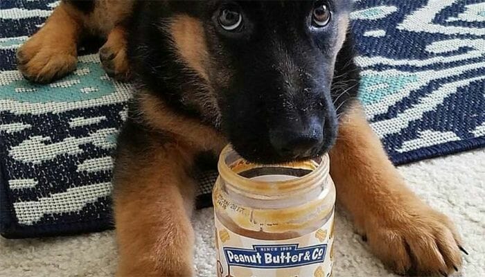 lab eats the best peanut butter for dogs