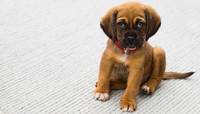 10 Best Collars For Puppies In 2022