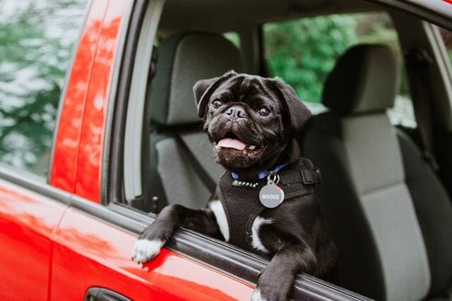 What Are the Benefits of a Car Seat Belt for Dogs?