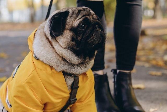 what to look for when buying a dog coat