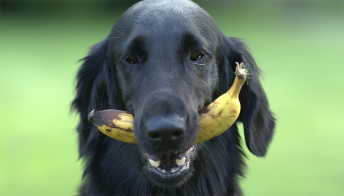 Dog biting a Banana